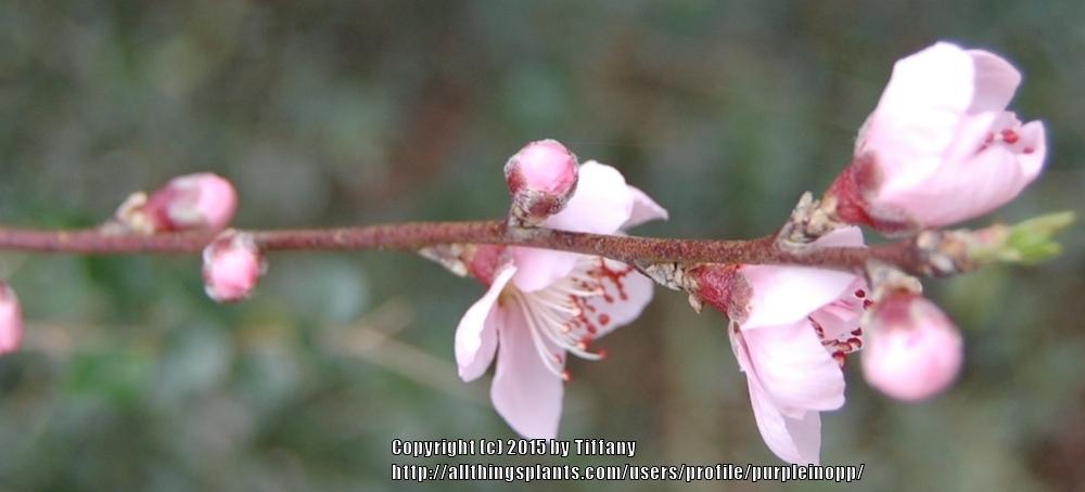 Photo of Prunus uploaded by purpleinopp