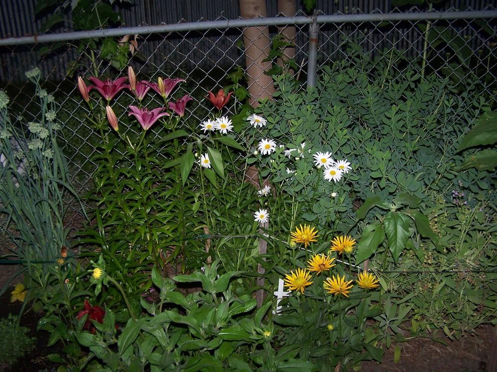 Photo of Shasta Daisy (Leucanthemum) uploaded by jmorth