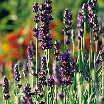 Photo of English Lavender (Lavandula angustifolia) uploaded by Joy