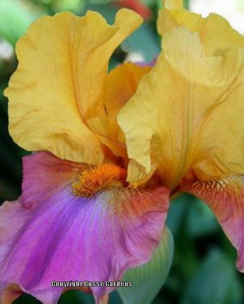 Photo of Tall Bearded Iris (Iris 'Megabucks') uploaded by Joy