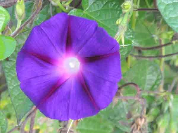 Photo of Tall Morning Glory (Ipomoea purpurea 'Grandpa Ott') uploaded by Joy