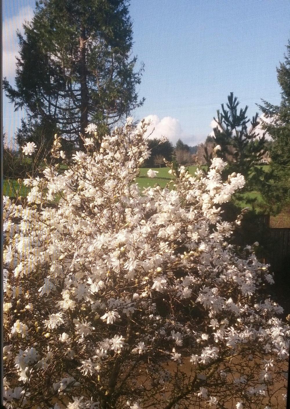 Photo of Star Magnolia (Magnolia stellata) uploaded by Toni