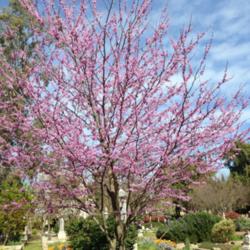 Location: Hamilton Square Perennial Garden, Historic City Cemetery, Sacramento CA.
Date: 2015-03-13