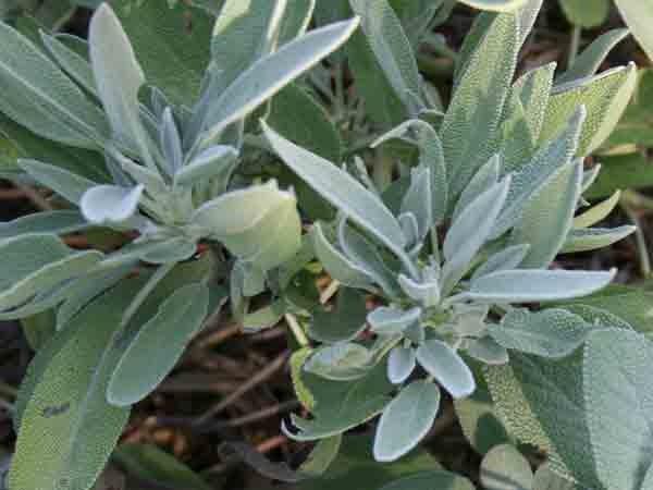 Photo of Culinary Sages (Salvia officinalis) uploaded by Joy