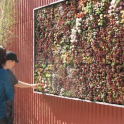 Location: a living 'wall' 
Date: 2010-03-01
Photo courtesy of: hortulus