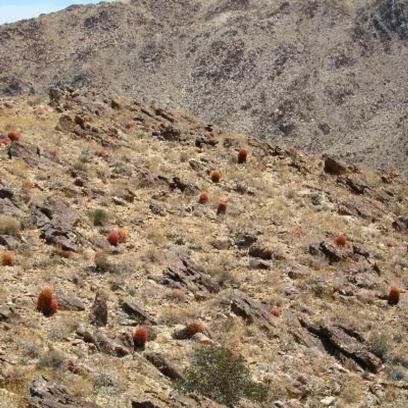 Photo of Compass Barrel Cactus (Ferocactus cylindraceus) uploaded by admin