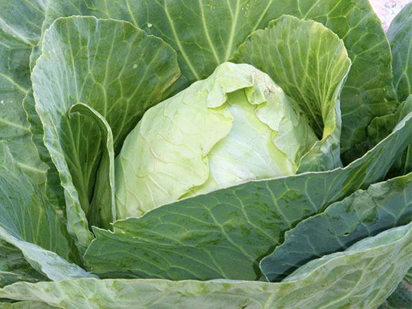 Photo of Cabbage (Brassica oleracea var. capitata 'Early Jersey Wakefield') uploaded by Joy