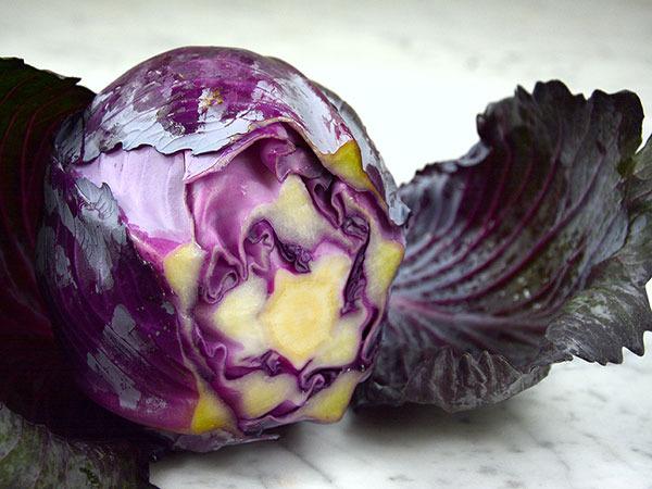 Photo of Cabbage (Brassica oleracea var. capitata 'Red Express') uploaded by Joy