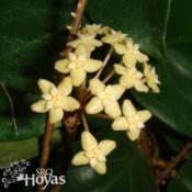 Hoya surigaoensis sp. EG00897 IML 1693
