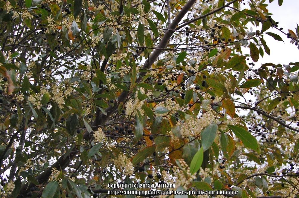 Photo of Carolina Laurel Cherry (Prunus caroliniana) uploaded by purpleinopp