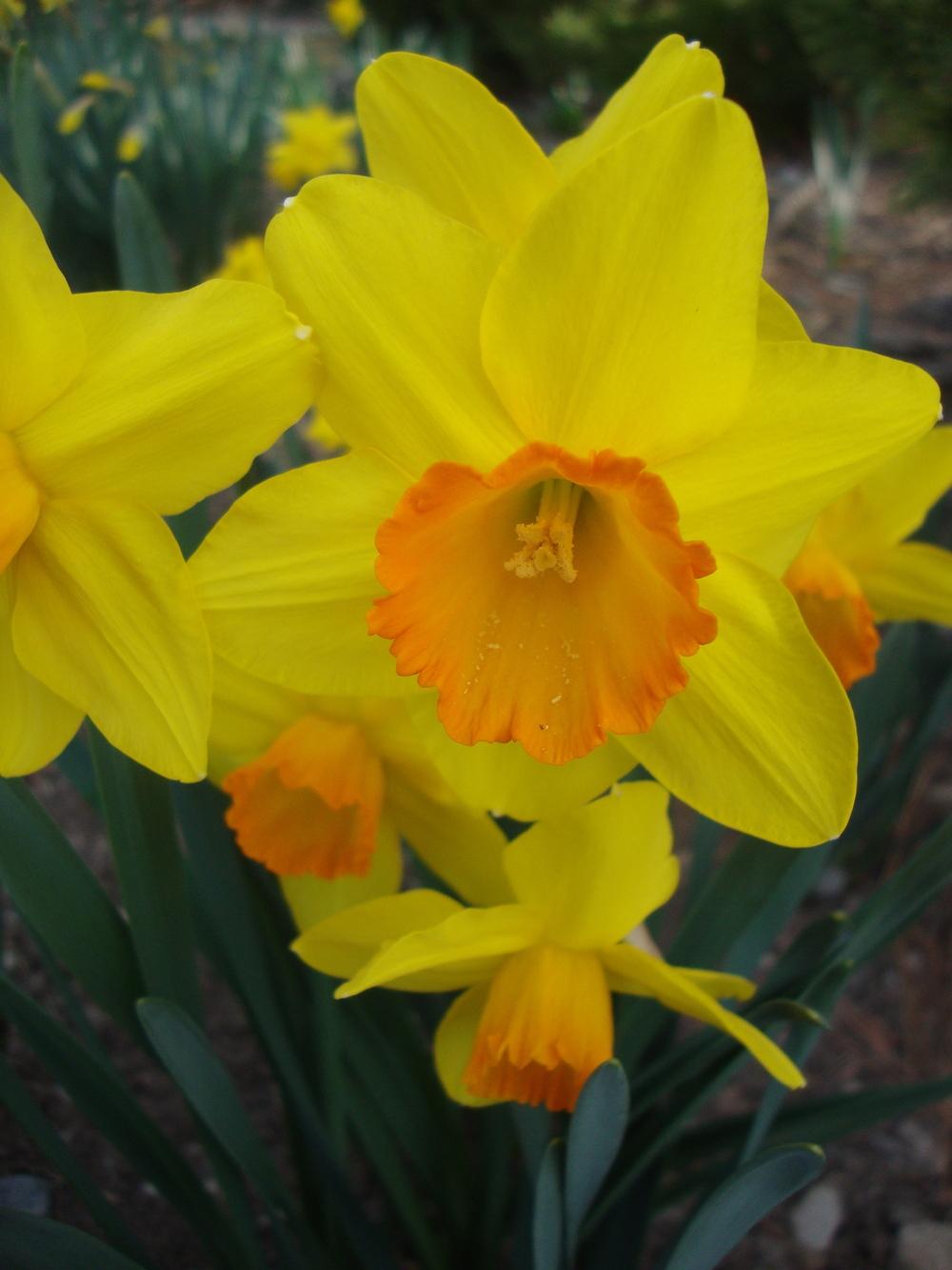 Photo of Daffodils (Narcissus) uploaded by Paul2032