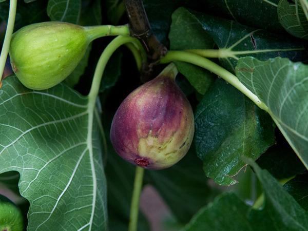 Photo of Figs (Ficus carica) uploaded by Joy
