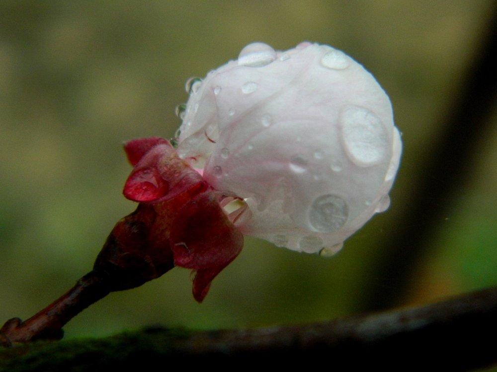 Photo of Apricot (Prunus armeniaca 'GoldCot') uploaded by wildflowers