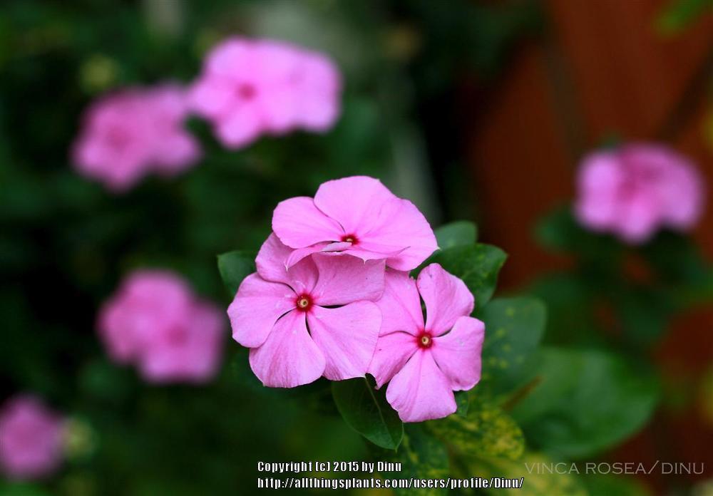 Photo of Vinca (Catharanthus roseus) uploaded by Dinu
