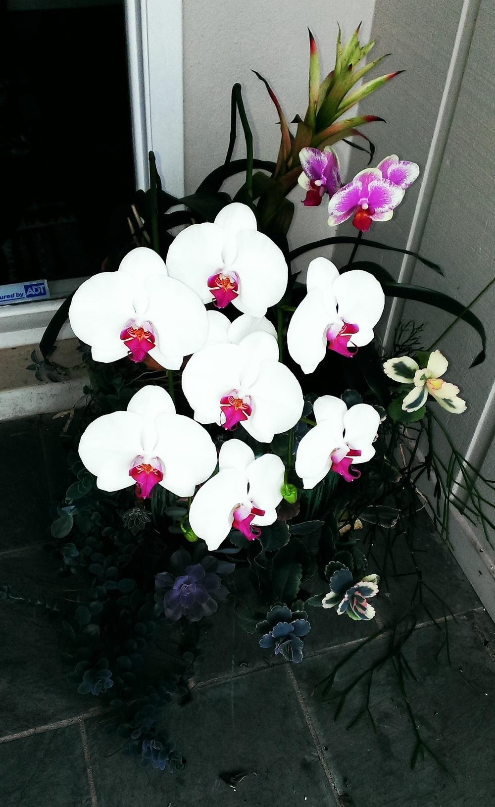 Photo of Moth Orchid (Phalaenopsis) uploaded by Dutchlady1
