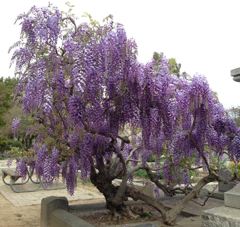 Photo of Chinese Wisteria (Wisteria sinensis) uploaded by HamiltonSquare