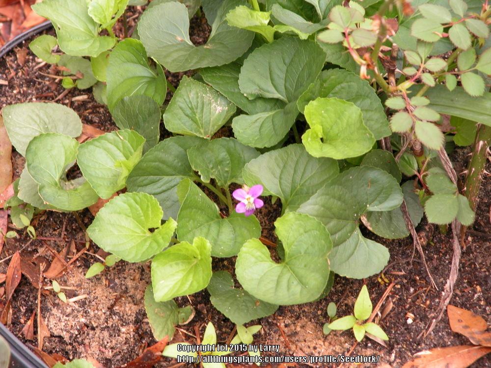 Photo of Sweet Violet (Viola odorata) uploaded by Seedfork