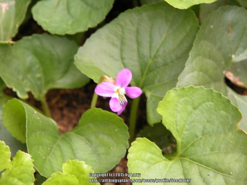 Photo of Sweet Violet (Viola odorata) uploaded by Seedfork
