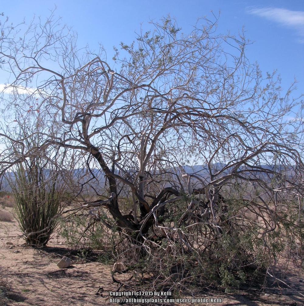 Photo of Desert ironwood (Olneya tesota) uploaded by Kelli