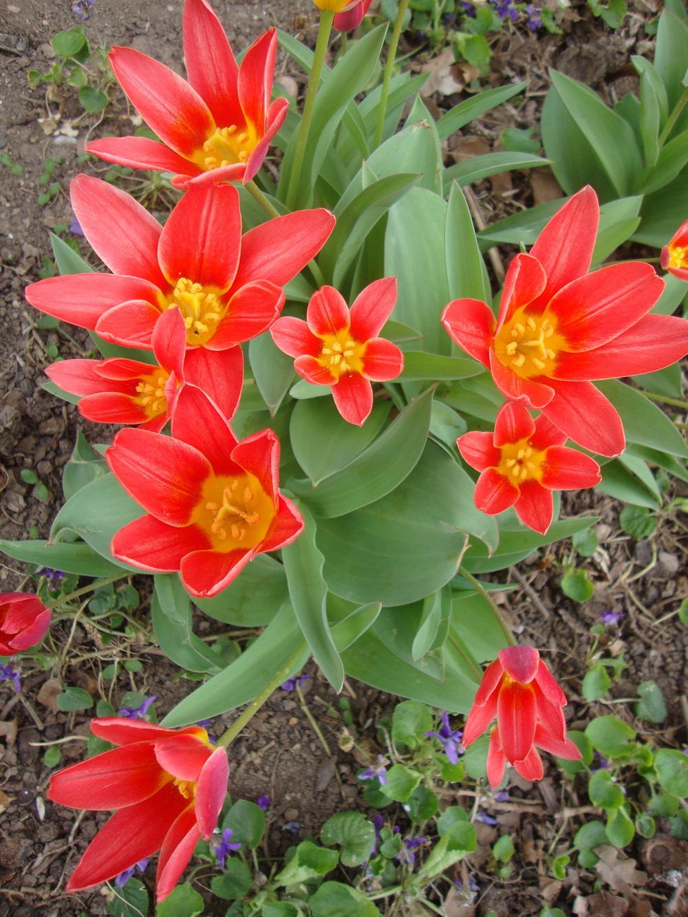 Photo of Tulips (Tulipa) uploaded by Paul2032