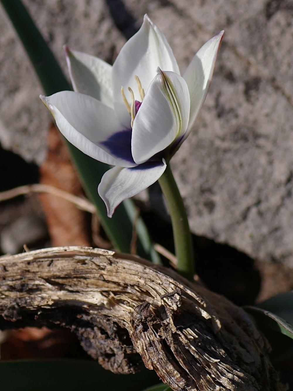 Photo of Tulip (Tulipa humilis 'Alba Coerulea Oculata') uploaded by dirtdorphins