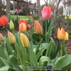 Location: Jones OK,
Date: March 2015
Tulips