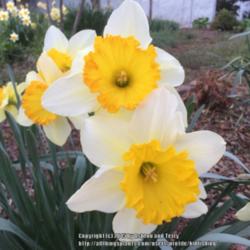 Location: Jones OK,
Date: March 30 2015
Unknown Daffodil