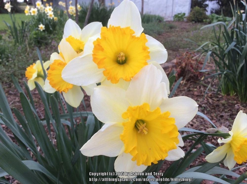 Photo of Daffodils (Narcissus) uploaded by kidfishing