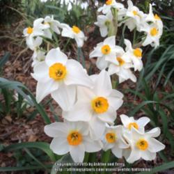 Location: Jones OK,
Date: March 30 2015
Unknown Daffodil