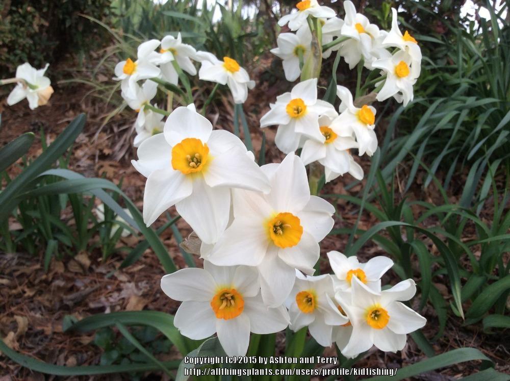 Photo of Daffodils (Narcissus) uploaded by kidfishing