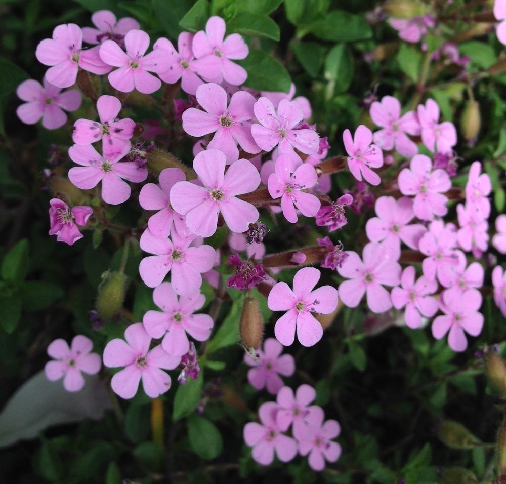 Photo of Rock Soapwort (Saponaria ocymoides) uploaded by HamiltonSquare