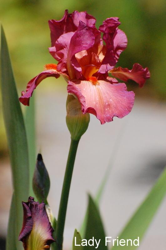 Photo of Tall Bearded Iris (Iris 'Lady Friend') uploaded by coboro