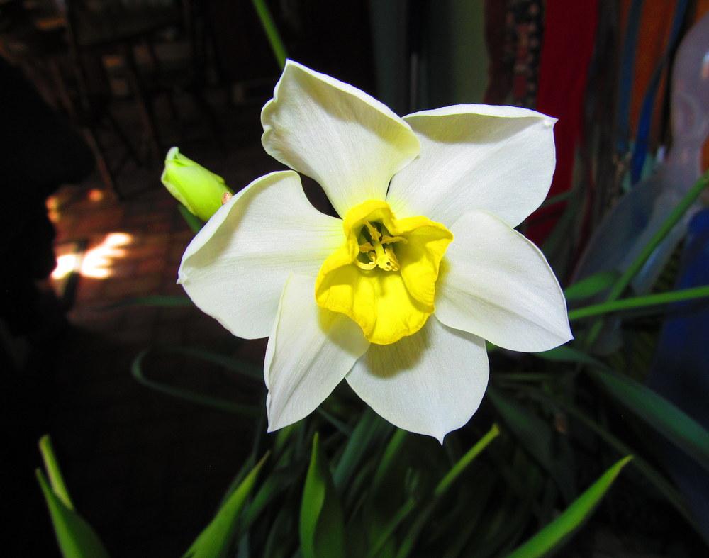 Photo of Daffodils (Narcissus) uploaded by jmorth