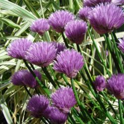 Location: My garden, Northumberland
Date: 2009-06-04
With Phalaris arundinacea