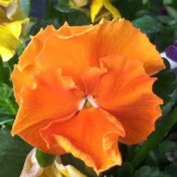 Location: My garden, central NJ, Zone 7A
Date: 4/5/15
Sizzling intense orange flower