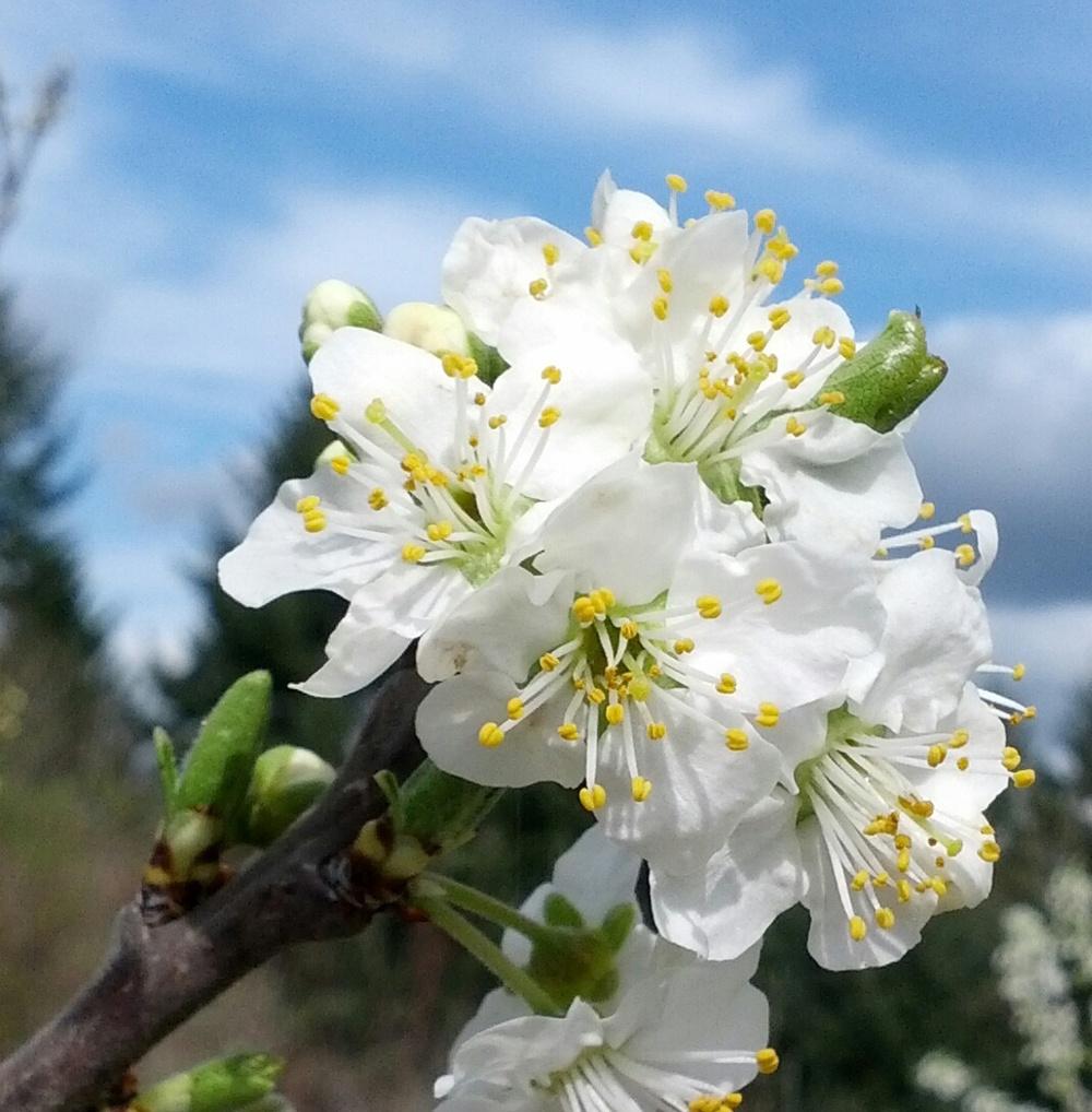 Photo of Prunus uploaded by Toni