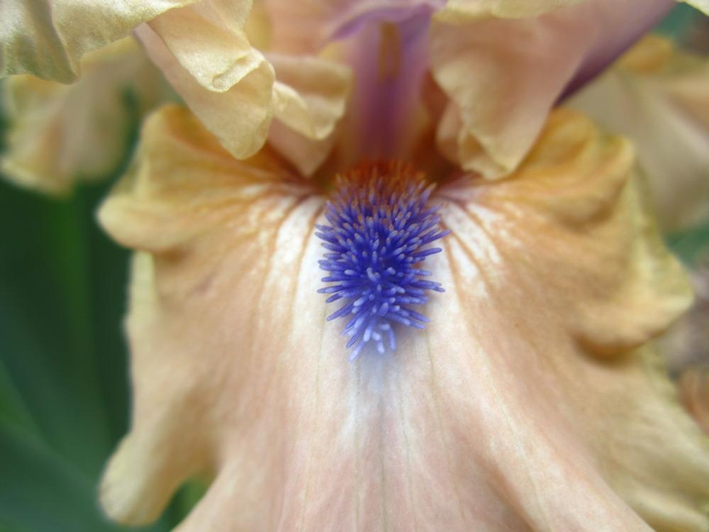 Photo of Intermediate Bearded Iris (Iris 'Bahama Blues') uploaded by UndertheSun