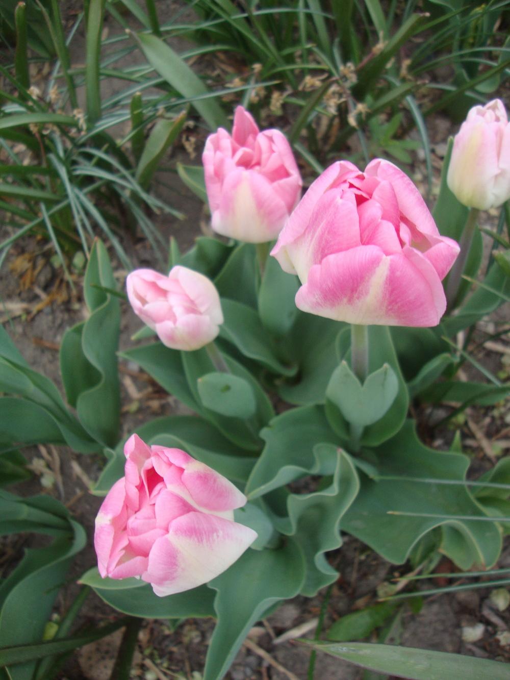 Photo of Tulips (Tulipa) uploaded by Paul2032