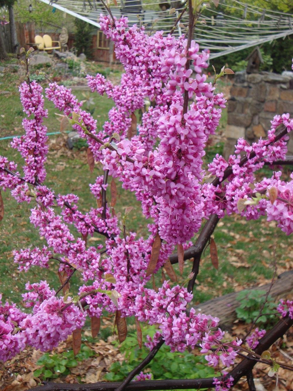 Photo of Western Redbud (Cercis occidentalis) uploaded by Paul2032