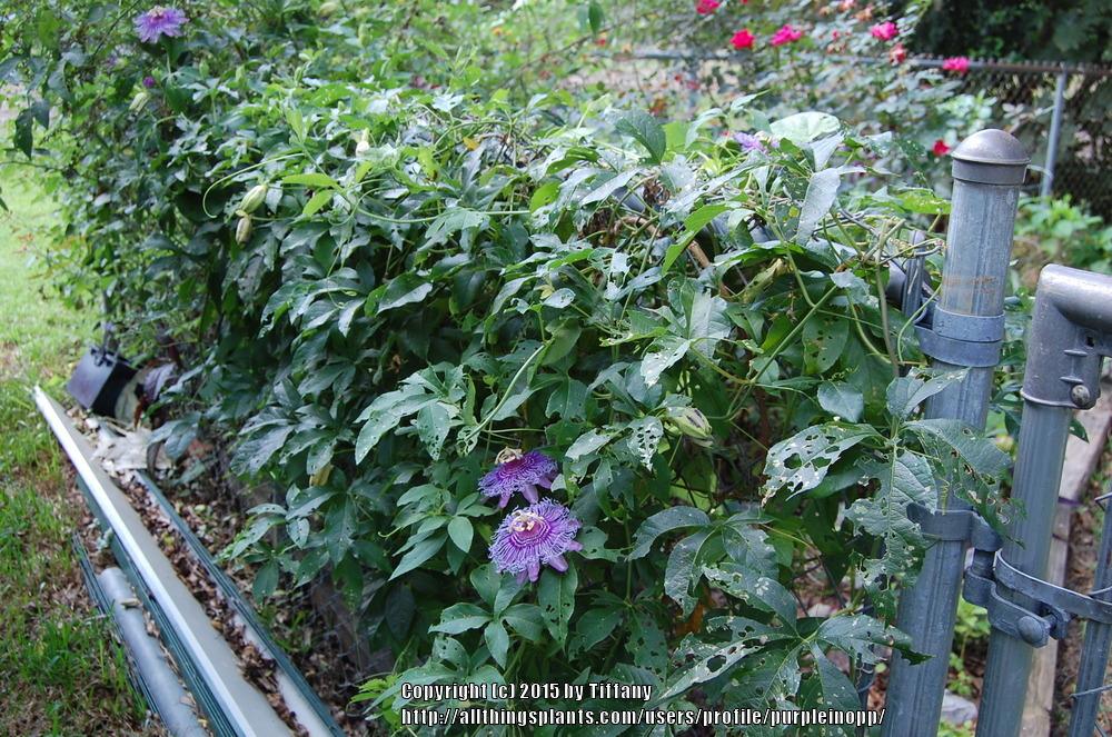 Photo of Maypop (Passiflora incarnata) uploaded by purpleinopp