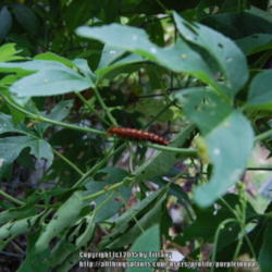 Location: Opp, AL
Date: 2013-09-04
Host plant for gulf fritillary butterfly caterpillars.