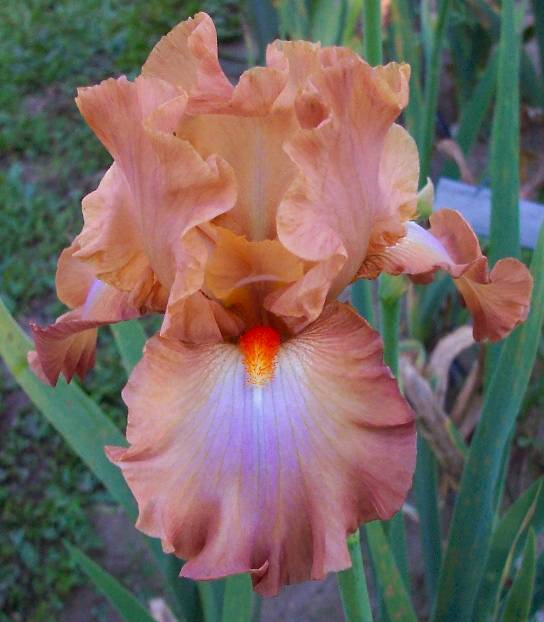 Photo of Tall Bearded Iris (Iris 'Dodge City') uploaded by Calif_Sue