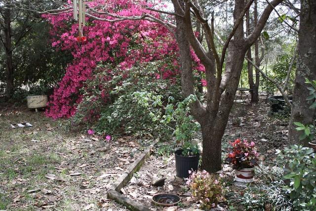 Photo of Rhododendrons (Rhododendron) uploaded by gingin