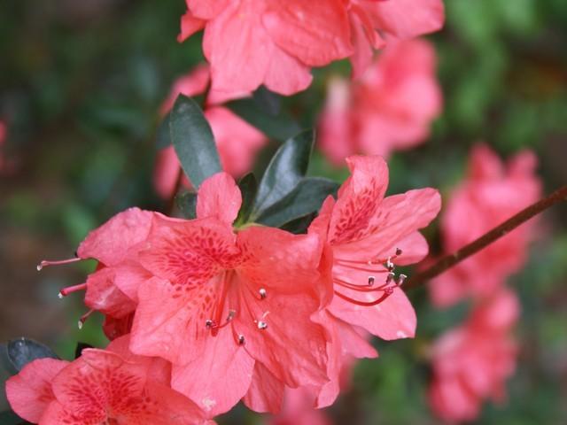 Photo of Rhododendrons (Rhododendron) uploaded by gingin