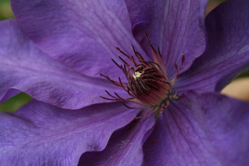 Photo of Clematis 'Elsa Spath' uploaded by Calif_Sue