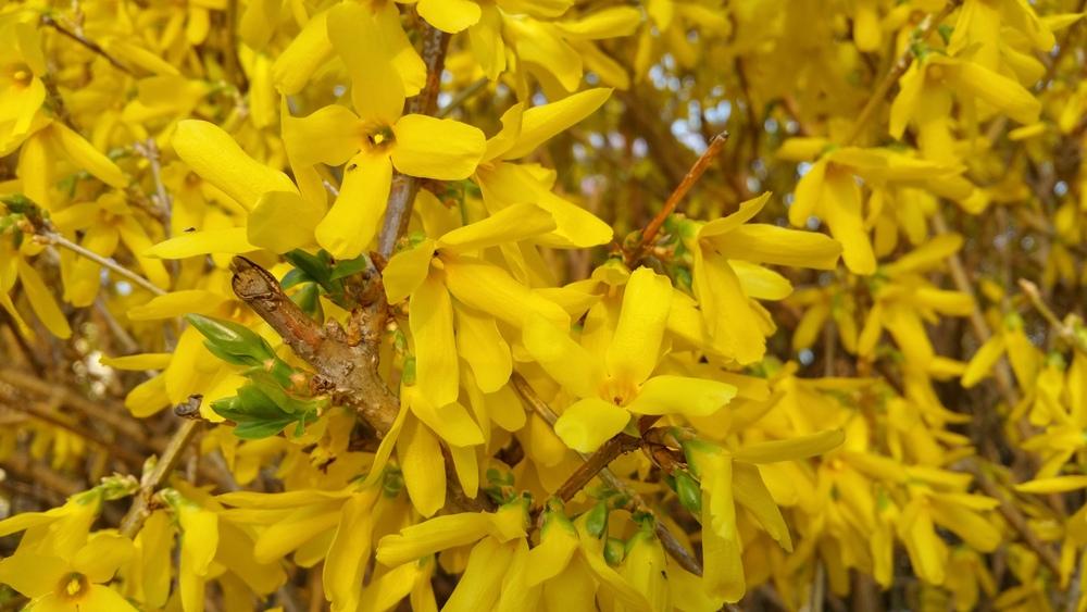 Photo of Forsythia uploaded by Gerris2