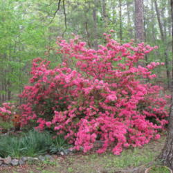 Location: Our yard, Hot Springs Village, AR
Date: 2011-04-14
Pink Ruffles in the Springtime