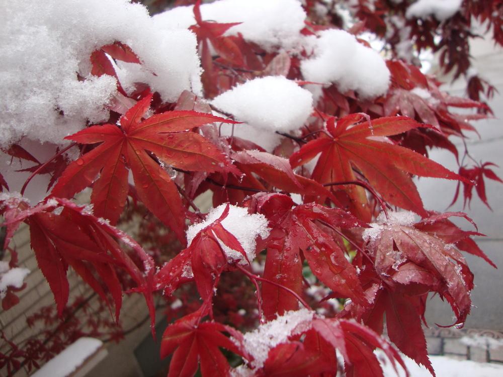 Photo of Japanese Maple (Acer palmatum) uploaded by Paul2032
