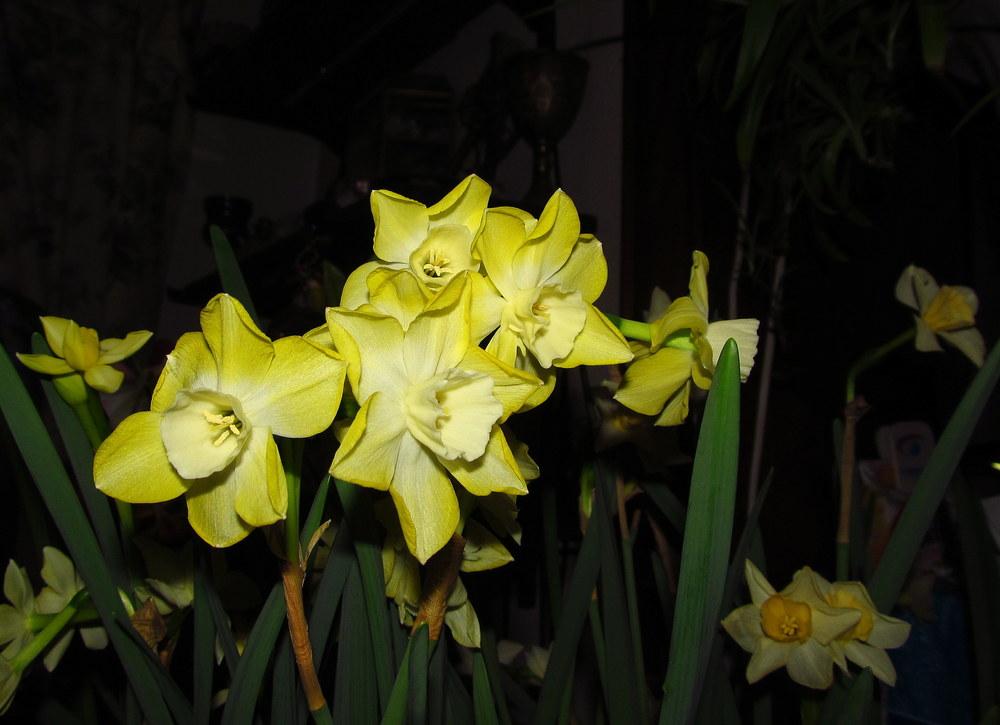 Photo of Miniature Jonquilla Daffodil (Narcissus 'Pipit') uploaded by jmorth