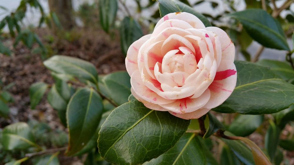 Photo of Camellias (Camellia) uploaded by Gerris2